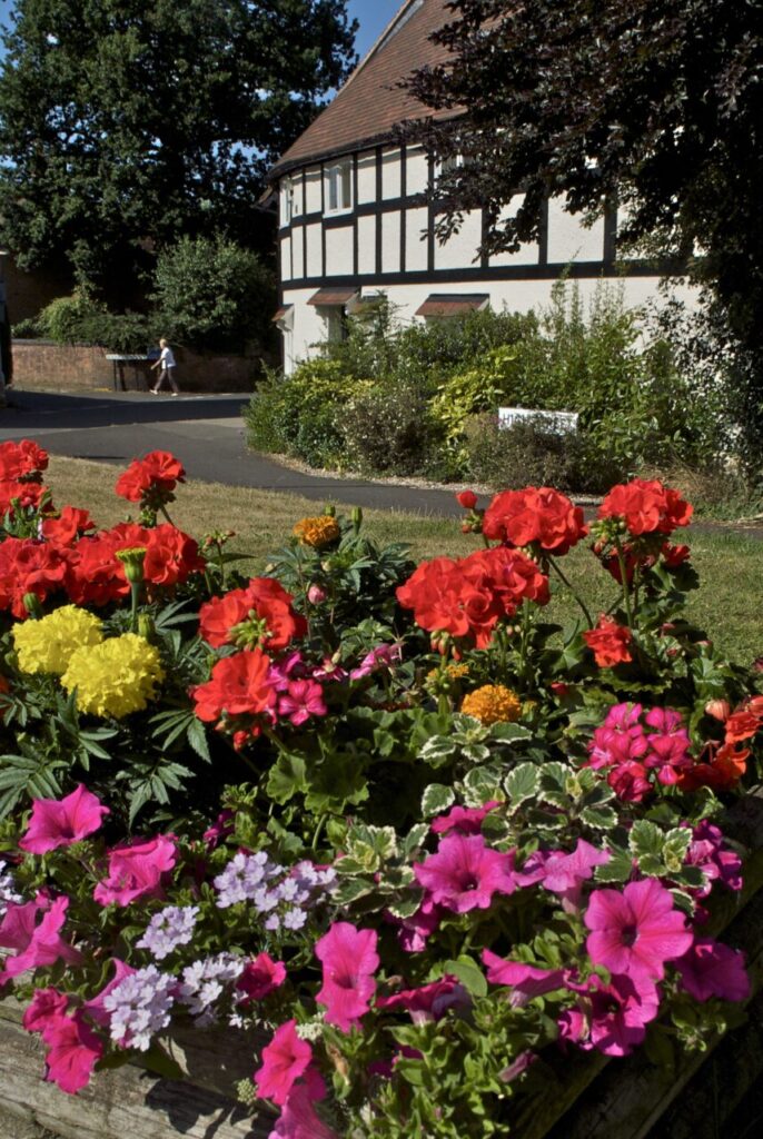 Colourful flowers at the roadside