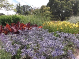 Purple and yellow flowers in bloom